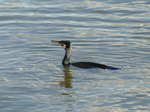 FZ026395 Cormorant.jpg